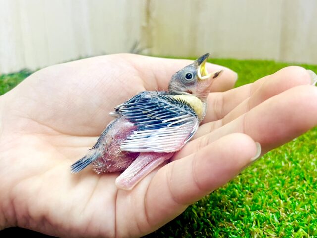 我が名は”桜文鳥”である❣️ 桜文鳥