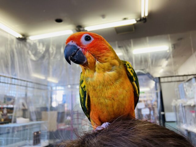 コガネメキシコインコ