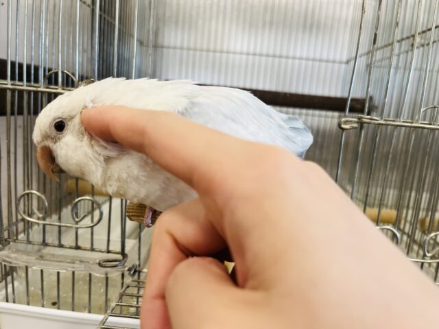 オキナインコ