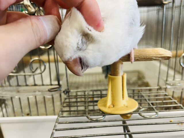 オキナインコ