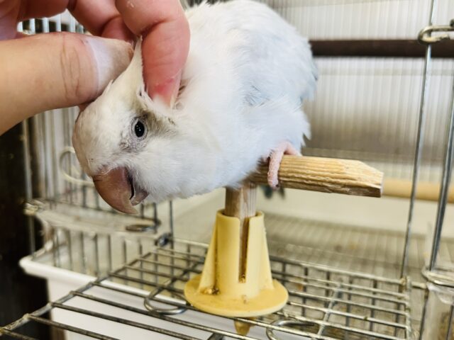 オキナインコ