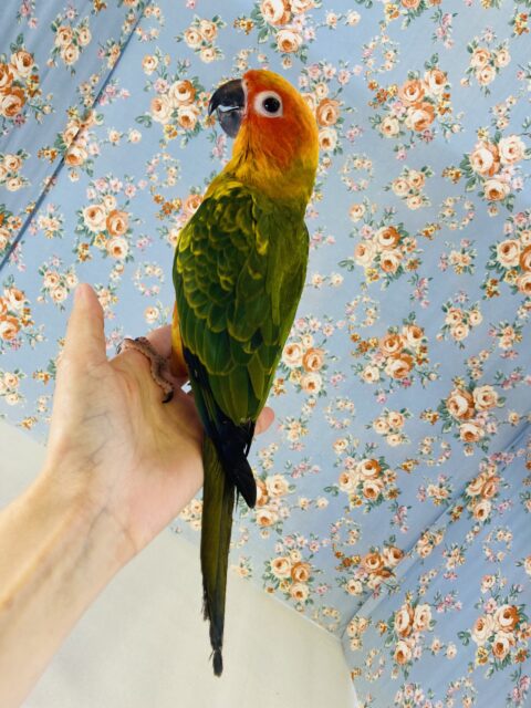 コガネメキシコインコ