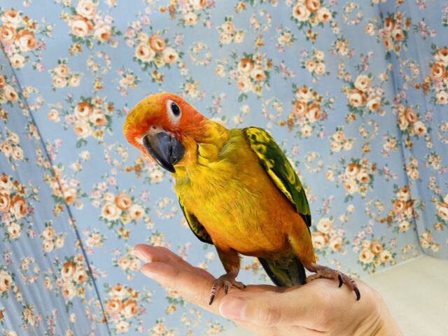 コガネメキシコインコ