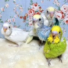 夏の終わりが近づくなか…セキセイちゃんずやって来ました〜( ･θ･)🌻
