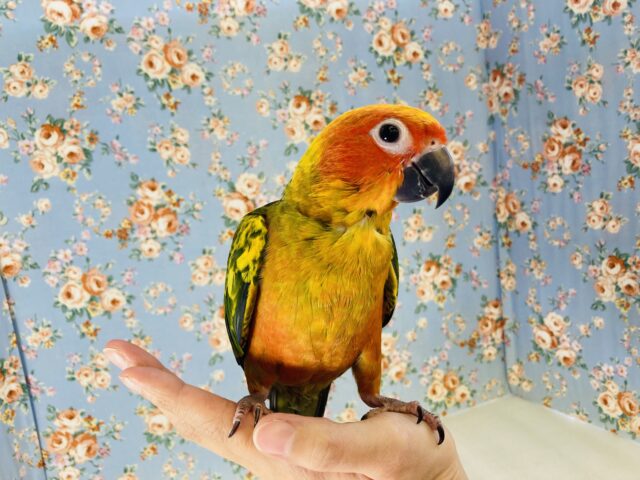 コガネメキシコインコ