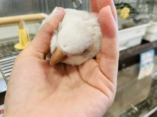 オキナインコ