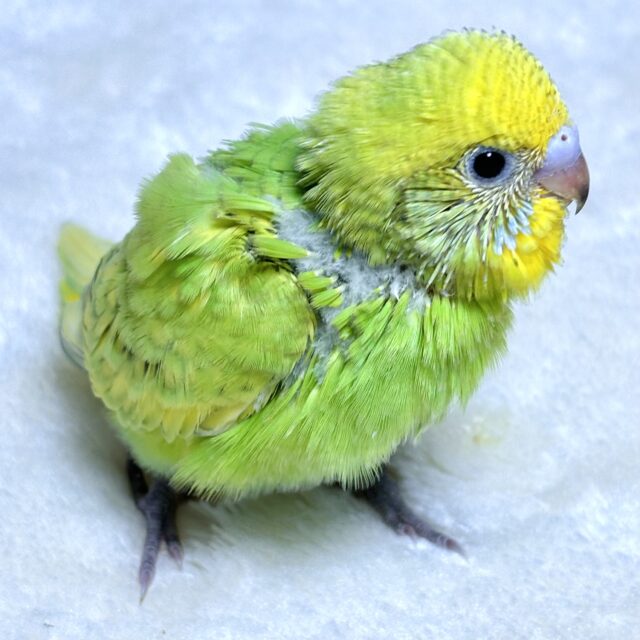 夏の終わりが近づくなか…セキセイちゃんずやって来ました〜( ・θ・)🌻 セキセイインコ
