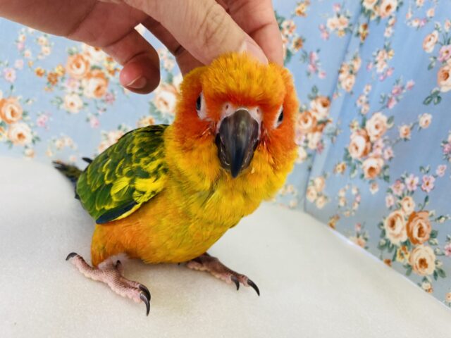 コガネメキシコインコ