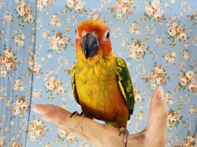 コガネメキシコインコ