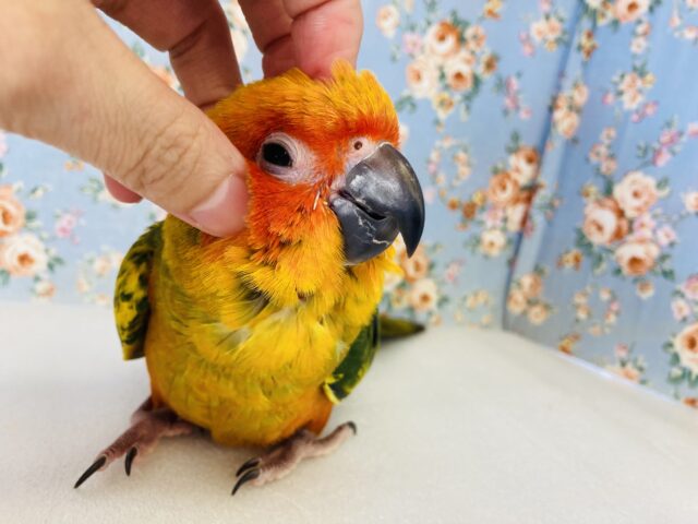 華麗に成長中🌺甘えんぼ❤︎⁎˃ᴗ˂⁎ 激かわコガネメキシコインコさん🦜❤︎