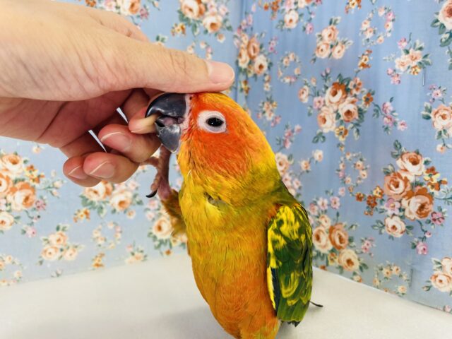 コガネメキシコインコ