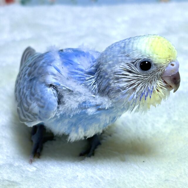 夏の終わりが近づくなか…セキセイちゃんずやって来ました〜( ・θ・)🌻 セキセイインコ