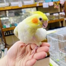 イケメンっっっ✨👀🌟ぴかいちオカメ🟡　オカメインコ　ルチノー