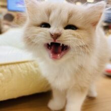 僕は床と一体化しますよ？？サイベリアンくん！