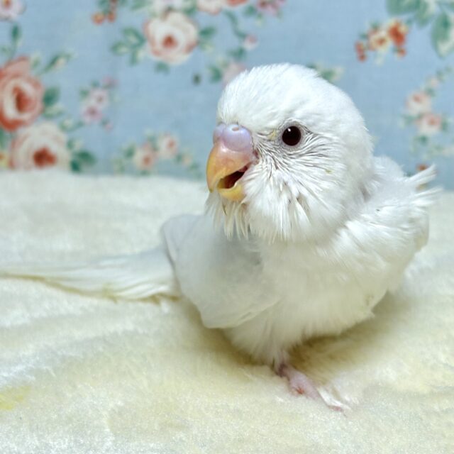 夏の終わりが近づくなか…セキセイちゃんずやって来ました〜( ・θ・)🌻 セキセイインコ