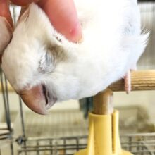 究極のツンデレさん♡オキナインコ(スノーホワイトシルバー) 女の子