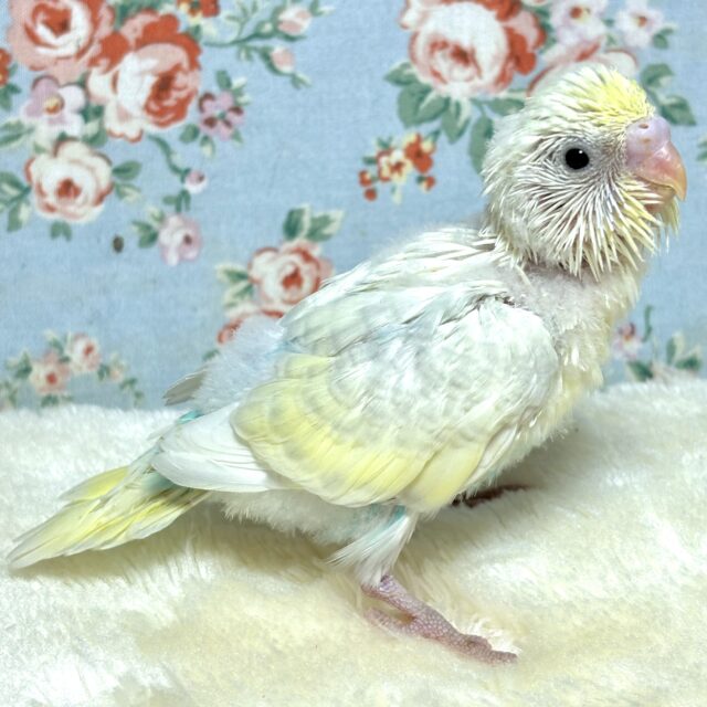 夏の終わりが近づくなか…セキセイちゃんずやって来ました〜( ・θ・)🌻 セキセイインコ