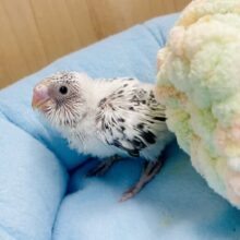 シックな黒ゴマだら〜🖤🤍🖤　セキセイインコ　白ハルクイン