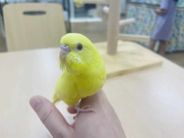 セキセイインコ