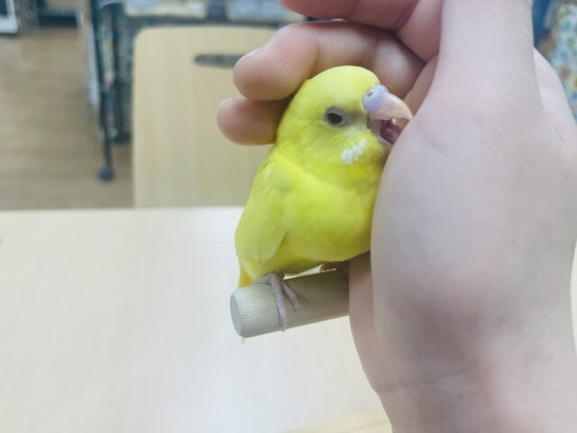 セキセイインコ