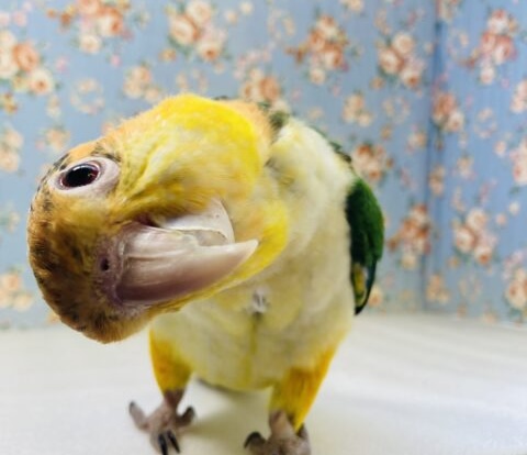 シロハラインコ