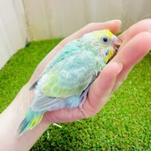 進め→→→好奇心っっ！☘️🌱🌱🌱　セキセイインコ　パステルカラーレインボー