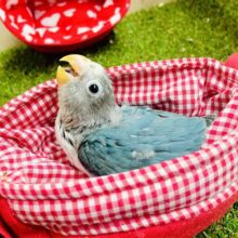 🍬🫧しゅわしゅわボタン玉🫧🍬　ボタンインコ　ブルー