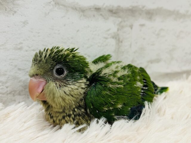 オキナインコ