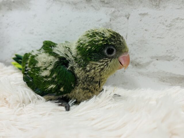 オキナインコ