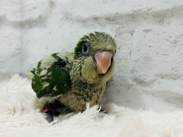 オキナインコ