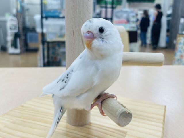 【最新画像更新🪄】手に吸い付くごま塩ちゃん💓セキセイインコ（白ハルクイン）ヒナ