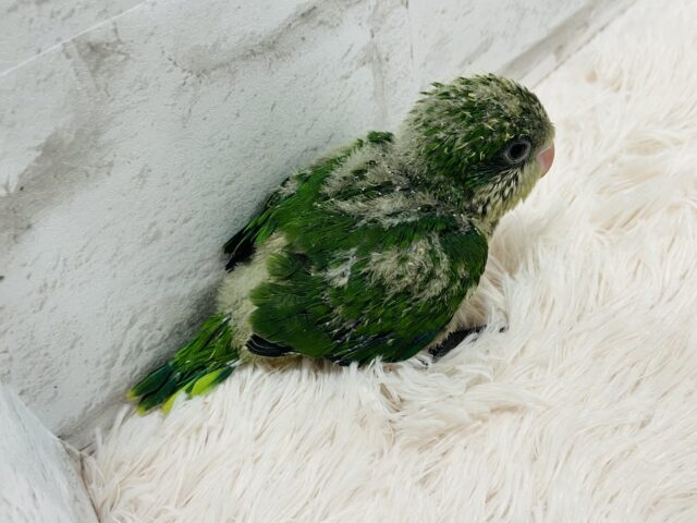 オキナインコ