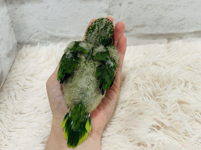 オキナインコ