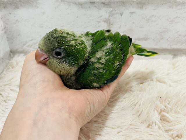 オキナインコ