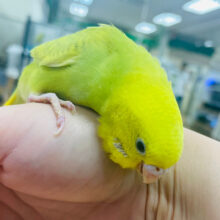 【最新画像更新🪄】明るい菜の花カラー🌼セキセイインコ（スパングル）ヒナ