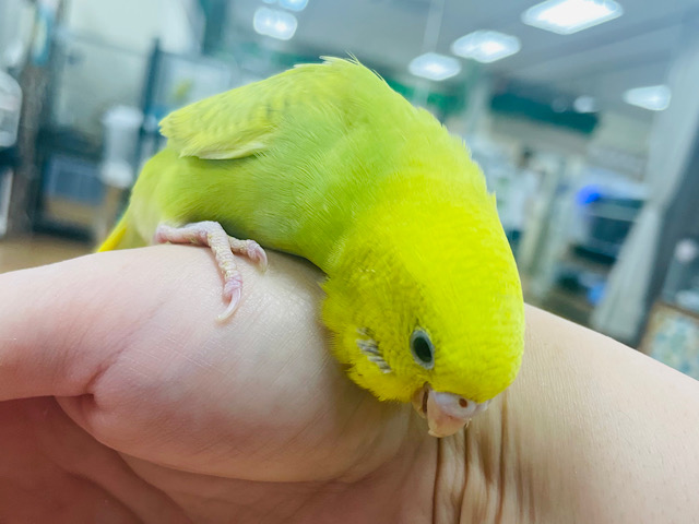 【最新画像更新🪄】明るい菜の花カラー🌼セキセイインコ（スパングル）ヒナ