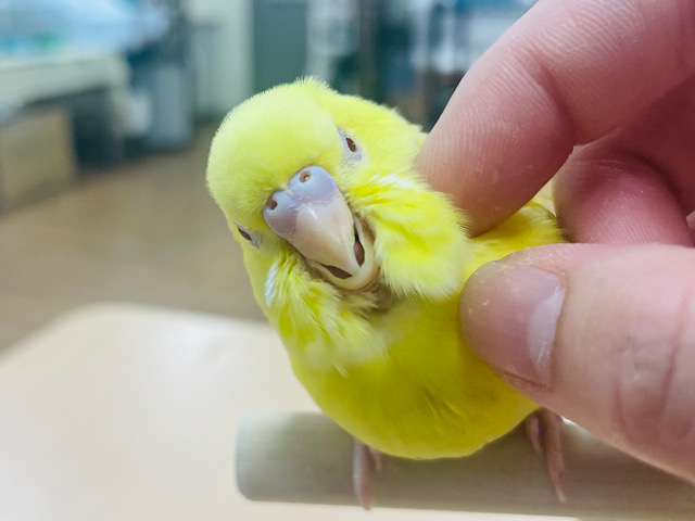 セキセイインコ