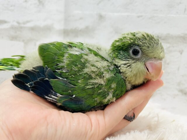 オキナインコ