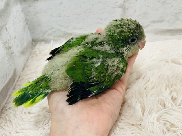 オキナインコ