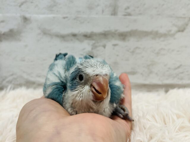 オキナインコ