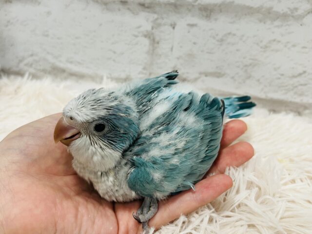 オキナインコ