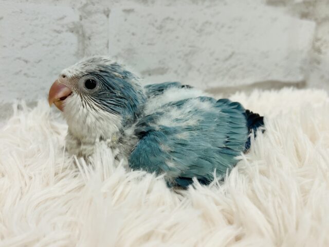 オキナインコ