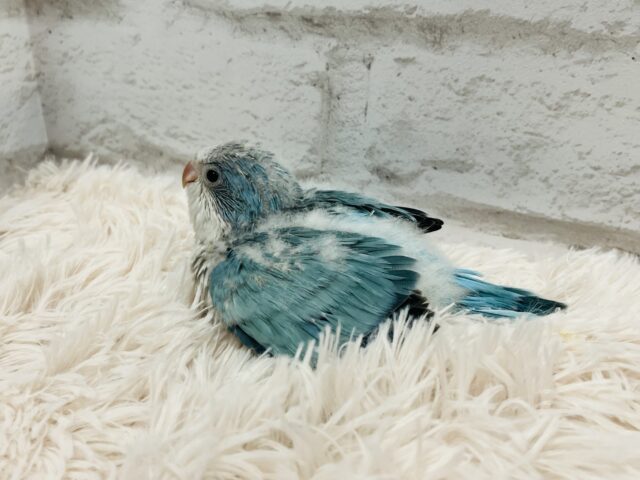 オキナインコ