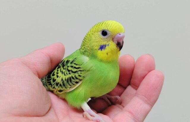 【最新画像更新🪄】表情豊かで可愛すぎ💓セキセイインコ（オパーリン）ヒナ