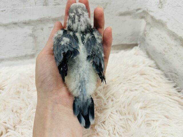 オキナインコ