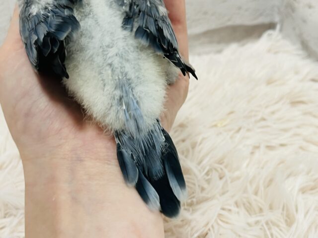 オキナインコ