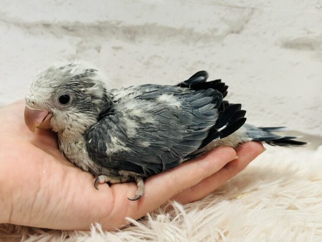 オキナインコ