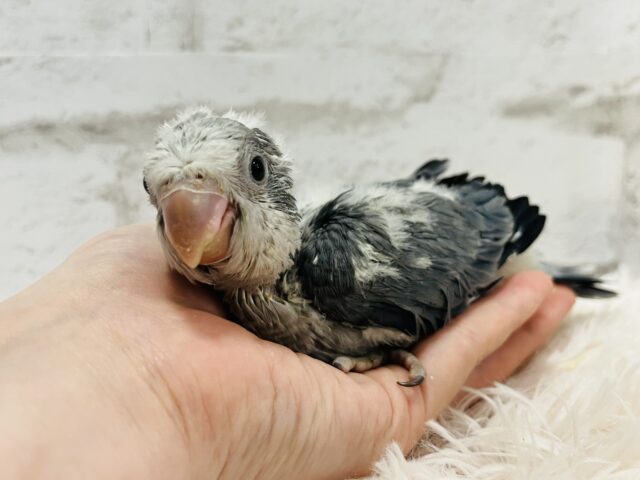 オキナインコ