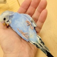 【最新画像更新🪄カゴデビューしました⭐︎】手の上ちょこんと可愛い🫧セキセイインコ（オパーリン）ヒナ