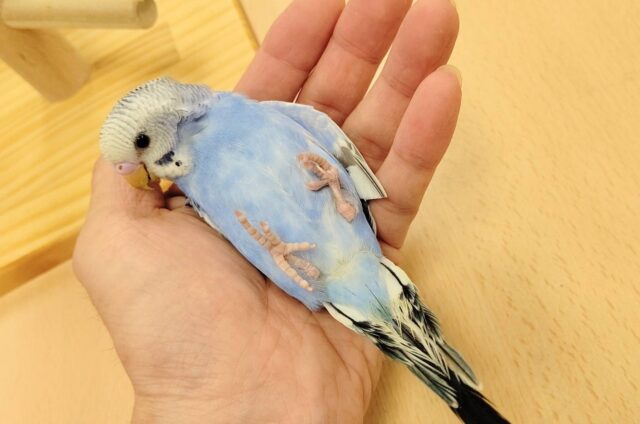 【最新画像更新🪄カゴデビューしました⭐︎】手の上ちょこんと可愛い🫧セキセイインコ（オパーリン）ヒナ